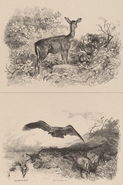 Dur, Kartal. by Karl Bodmer