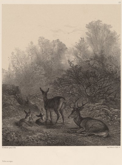geyik dinlenme by Karl Bodmer