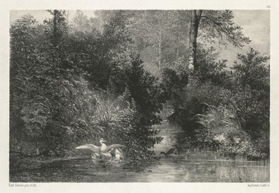 Canards Ördekler. by Karl Bodmer
