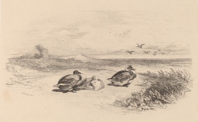 Yaban Ördekleri. by Karl Bodmer