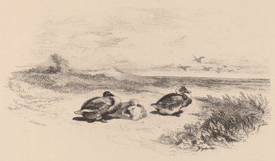 Yaban Ördekleri. by Karl Bodmer