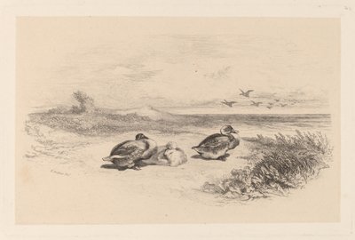 yaban ördekleri by Karl Bodmer