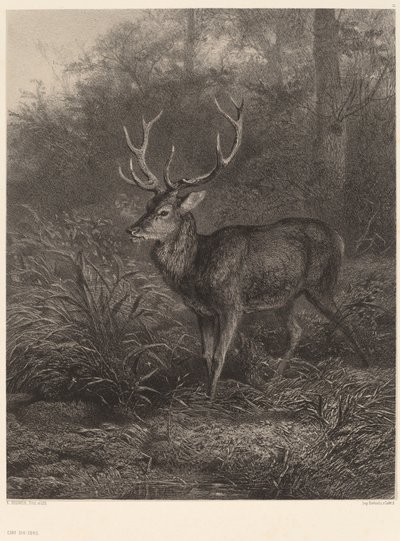 Cerf Dix-Cors by Karl Bodmer