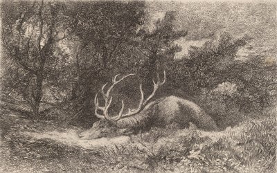 Geyik a la Repose. by Karl Bodmer