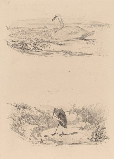Kuğu, balıkçıl. by Karl Bodmer