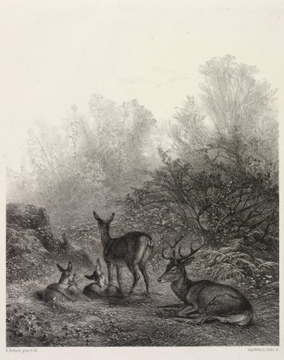 Dinlenme Geyik. by Karl Bodmer