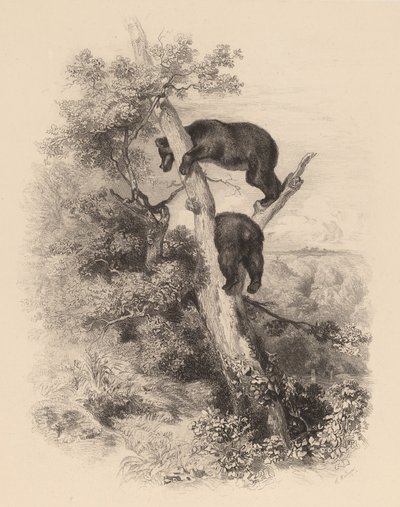 İki Ayı. by Karl Bodmer