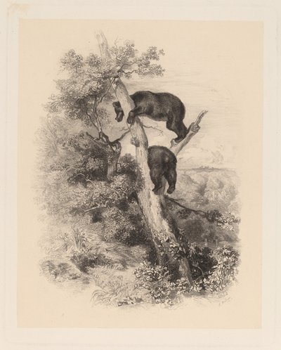 iki ayı by Karl Bodmer