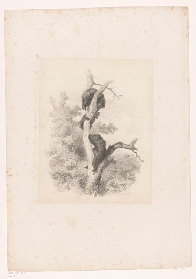 Bir ağaçta üç ayı Hayvanlarla manzaralar (dizi başlığı) by Karl Bodmer