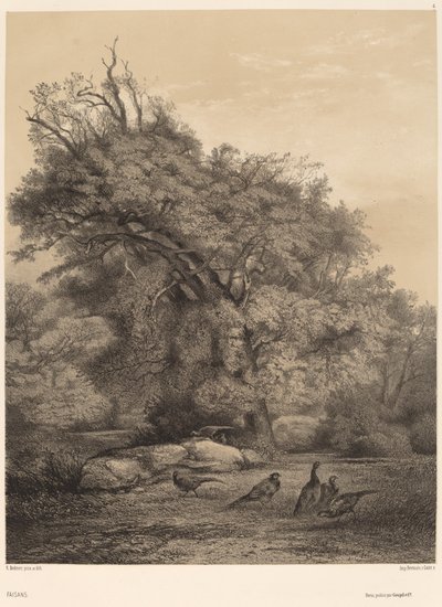sülün by Karl Bodmer