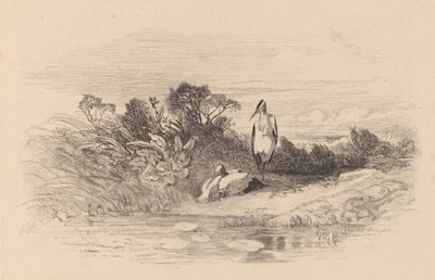 Balıkçıllar. by Karl Bodmer