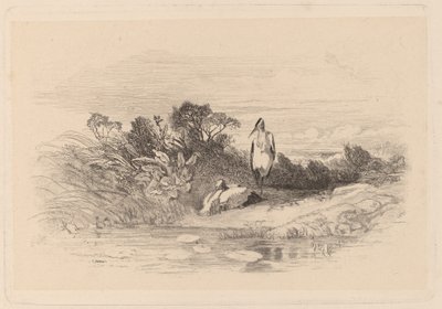balıkçıllar by Karl Bodmer