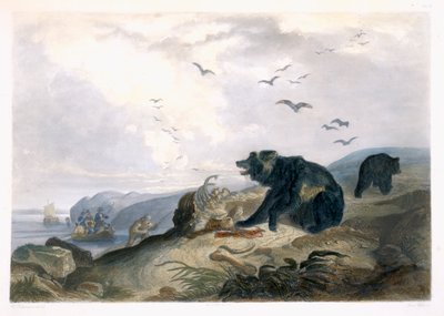 Grizzly Bear