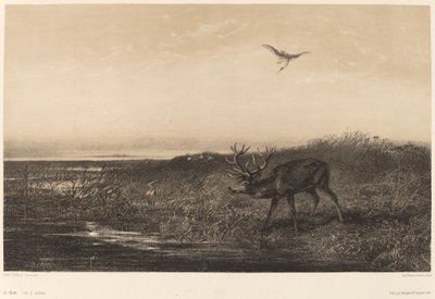 Akşam. Geyik ve balıkçıllar. by Karl Bodmer