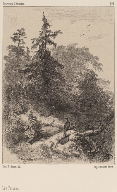 sülün by Karl Bodmer