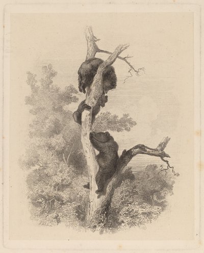 Les Ours (Ayılar) by Karl Bodmer