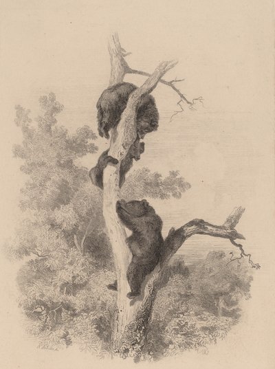 Ayılar. by Karl Bodmer