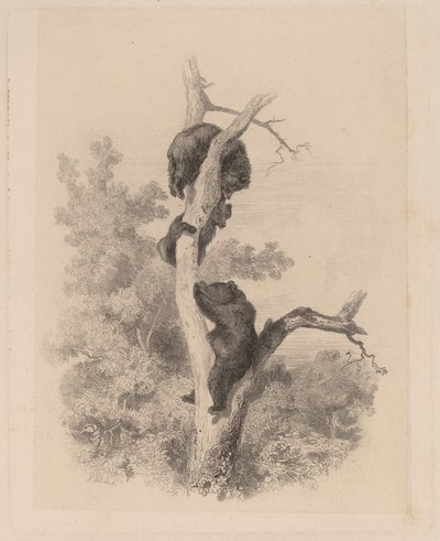 Ayılar by Karl Bodmer