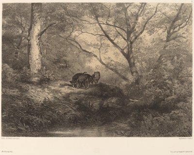 marcassins by Karl Bodmer