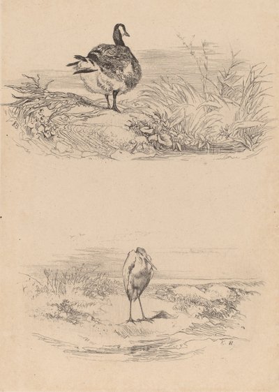 Oi, Heron. by Karl Bodmer