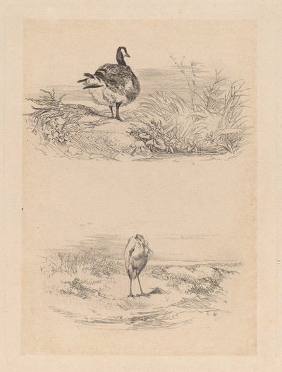 Oie, Balıkçıl by Karl Bodmer