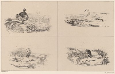 Kazlar, kuğular, balıkçıllar by Karl Bodmer
