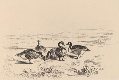 Barnacle kazları. by Karl Bodmer