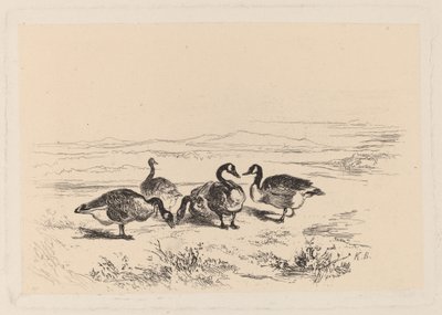 midye kazları by Karl Bodmer