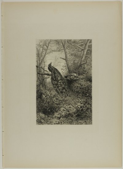 Tavus kuşları bir dal üzerinde by Karl Bodmer
