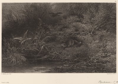Sinsi sinsi tilki. by Karl Bodmer