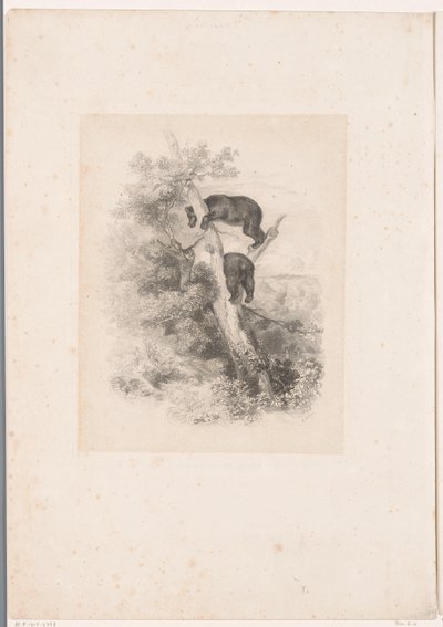 Bir ağaçta iki ayı Hayvanlarla manzaralar (dizi başlığı) by Karl Bodmer