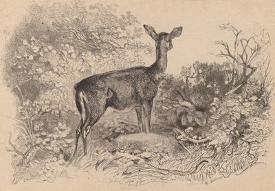 Bir geyik. by Karl Bodmer