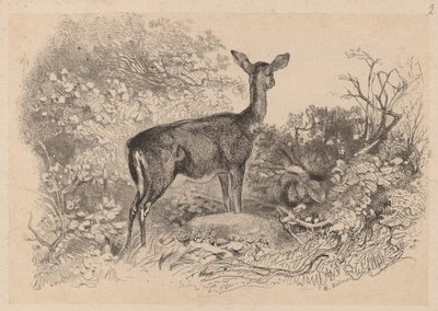 bir geyik by Karl Bodmer