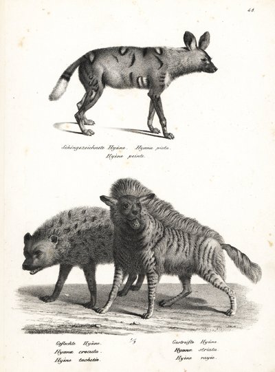 Afrika yaban köpeği, Lycaon pictus, tehlikede, benekli sırtlan, Crocuta crocuta ve çizgili sırtlan, Hyaena hyaena. Heinrich Rudolf Schinz'in Illustrated Natural History of Men and Animals kitabından Karl Joseph Brodtmann'ın litografisi by Karl Joseph Brodtmann