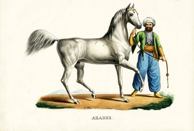 Arap Atı, 1824 by Karl Joseph Brodtmann