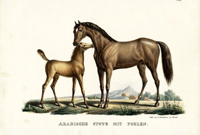 Kuşlu Arap Atı, 1824 by Karl Joseph Brodtmann