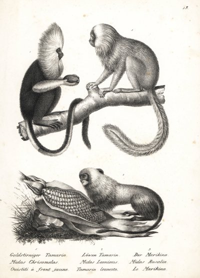 Buffy-headed marmoset, Callithrix flaviceps (tehlikede) 1 ve altın aslan tamarin, Leontopithecus rosalia (tehlikede) 2,3. Heinrich Rudolf Schinz'in Illustrated Natural History of Men and Animals kitabından Karl Joseph Brodtmann'ın litografisi by Karl Joseph Brodtmann