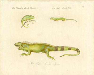 Bukalemun, Gecko ve İguana (baskı) by Karl Joseph Brodtmann