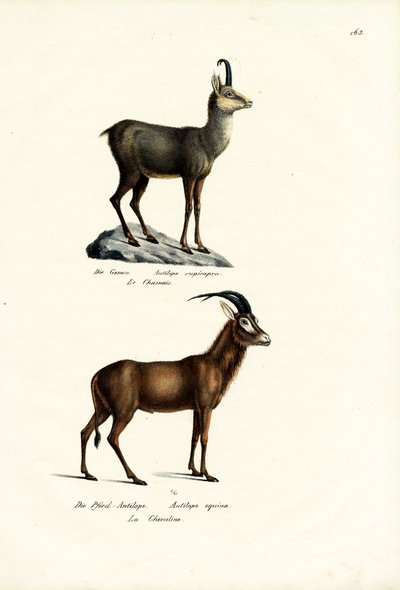 güderi, 1824 by Karl Joseph Brodtmann