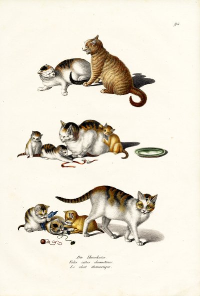 Yerli Kediler, 1824 by Karl Joseph Brodtmann