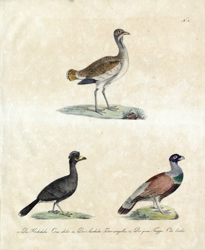 Avrupa Yaban Kuşları (baskı) by Karl Joseph Brodtmann