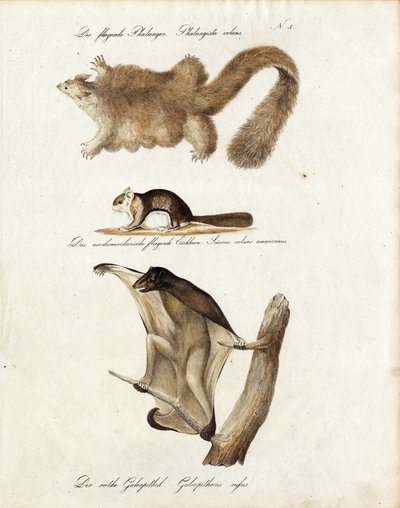 Süzülen Memeliler (baskı) by Karl Joseph Brodtmann