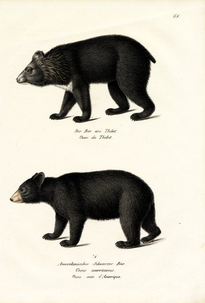 Himalaya Kara Ayı, 1824 by Karl Joseph Brodtmann