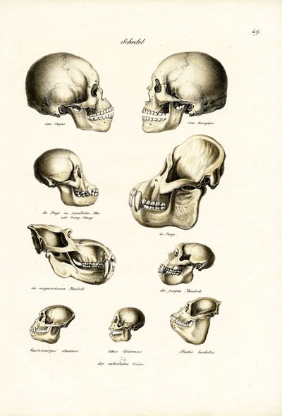Human Skulls, 1824  by Karl Joseph Brodtmann