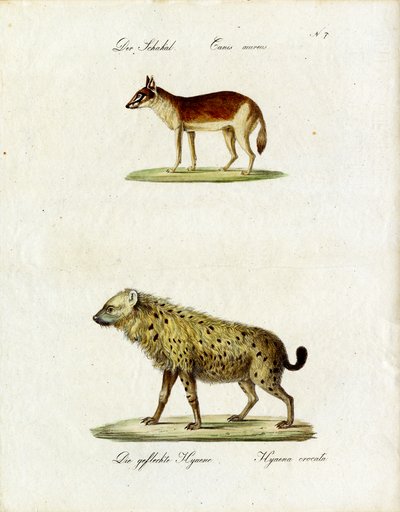 Çakal ve Benekli Sırtlan (baskı) by Karl Joseph Brodtmann