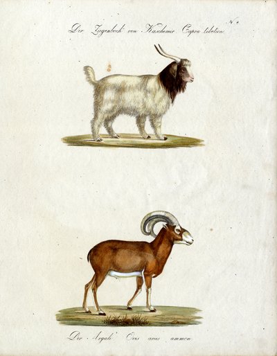  by Karl Joseph Brodtmann
