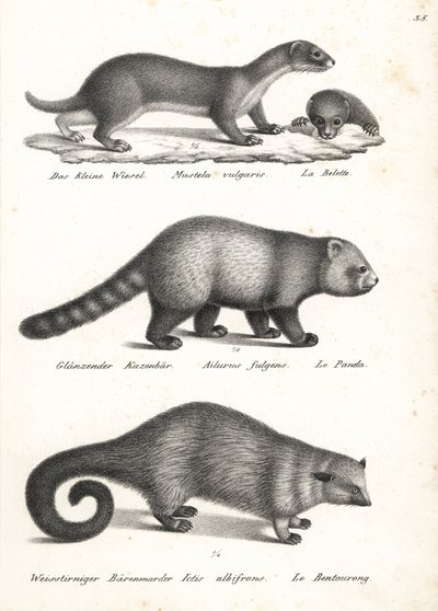 En küçük gelincik, Mustela nivalis 1, kırmızı panda, Ailurus fulgens 2, savunmasız ve ayı kedisi, Arctictis binturong 3, savunmasız. Heinrich Rudolf Schinz'in Illustrated Natural History of Men and Animals kitabından Karl Joseph Brodtmann'ın litogr by Karl Joseph Brodtmann