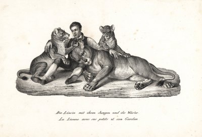 Dişi aslan ve yavruları, eğitmen Panthera leo ile. Heinrich Rudolf Schinz'in Illustrated Natural History of Men and Animals kitabından Karl Joseph Brodtmann'ın litografisi by Karl Joseph Brodtmann