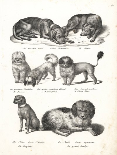 Lurcher veya matin köpeği, Canis laniarius, Bichon, İspanyol köpeği, Chow Chow, Pug köpeği, Canis fricator ve Kaniş veya su avı köpeği, Canis Aquatus. Heinrich Rudolf Schinz'in Illustrated Natural History of Men and Anima kitabından Karl Joseph Brodtma by Karl Joseph Brodtmann