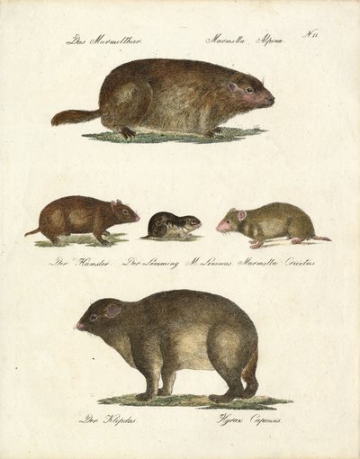 Marmot ve Diğer Kemirgenler (baskı) by Karl Joseph Brodtmann